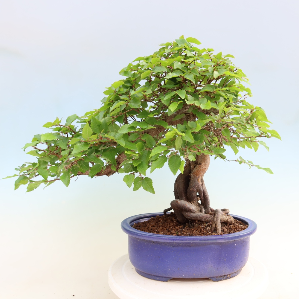 Outdoor bonsai - Carpinus coreana - grab koreański