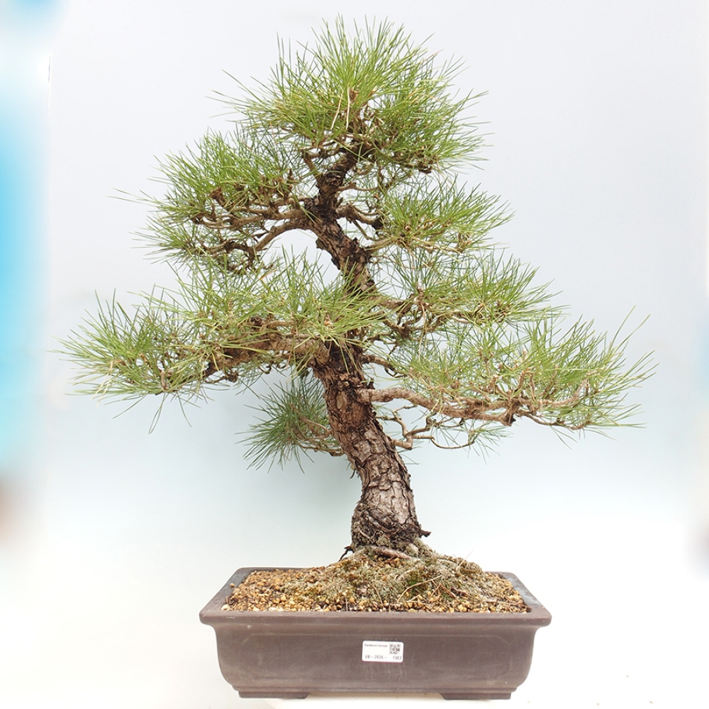 Outdoor bonsai - Pinus thunbergii - sosna Thunberga