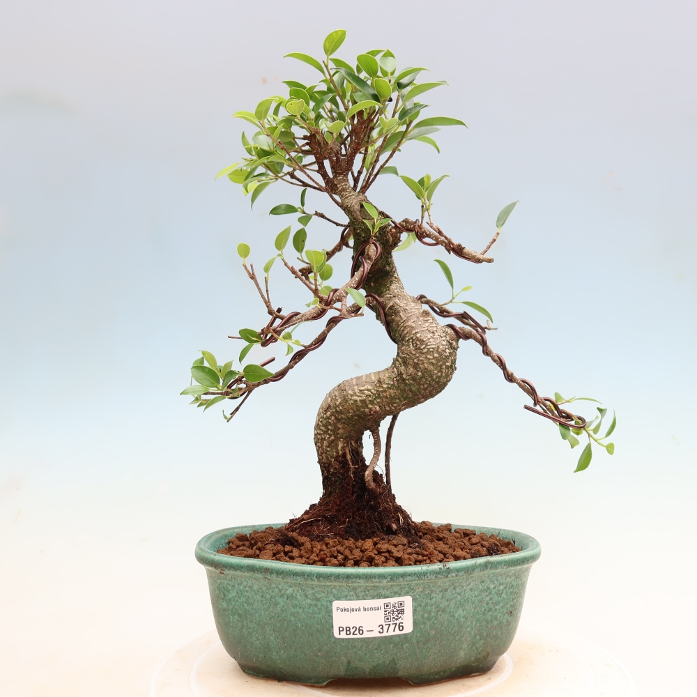 Pokój bonsai - Ficus kimmen - figowiec drobnolistny
