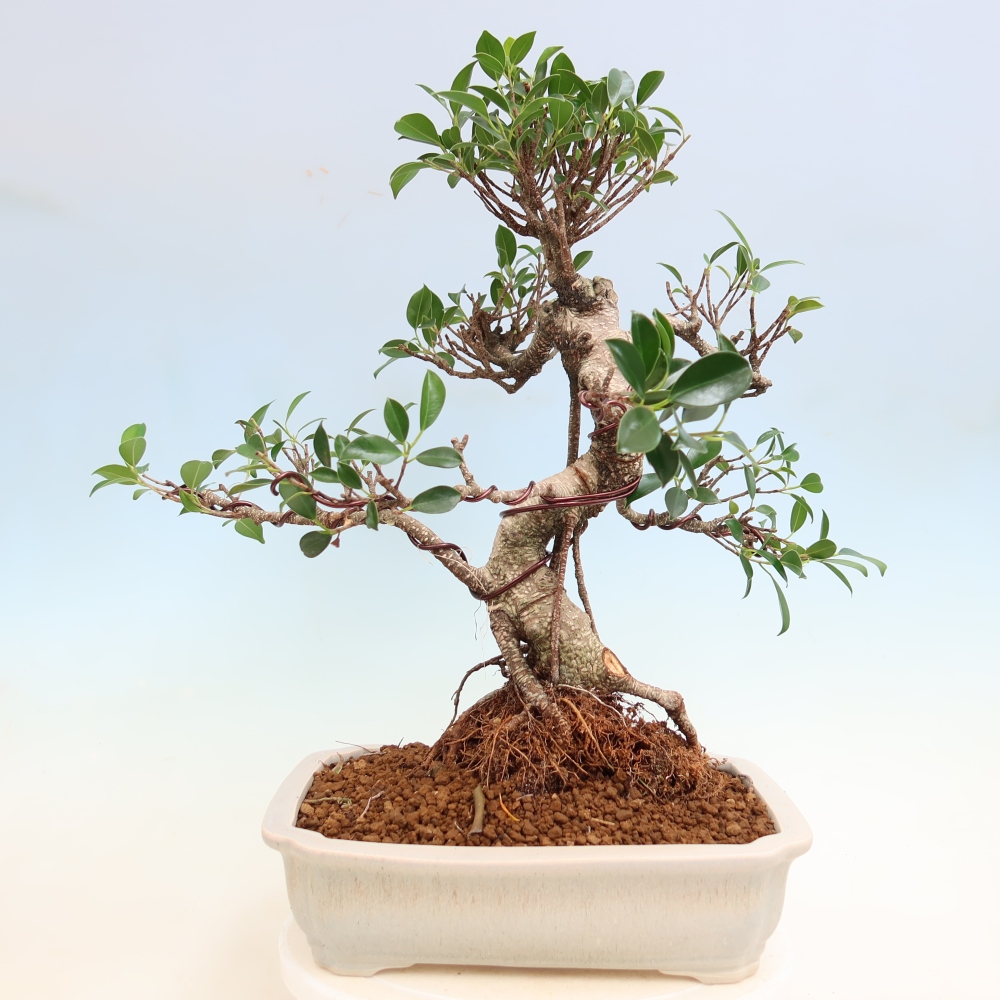 Pokój bonsai - Ficus kimmen - figowiec drobnolistny