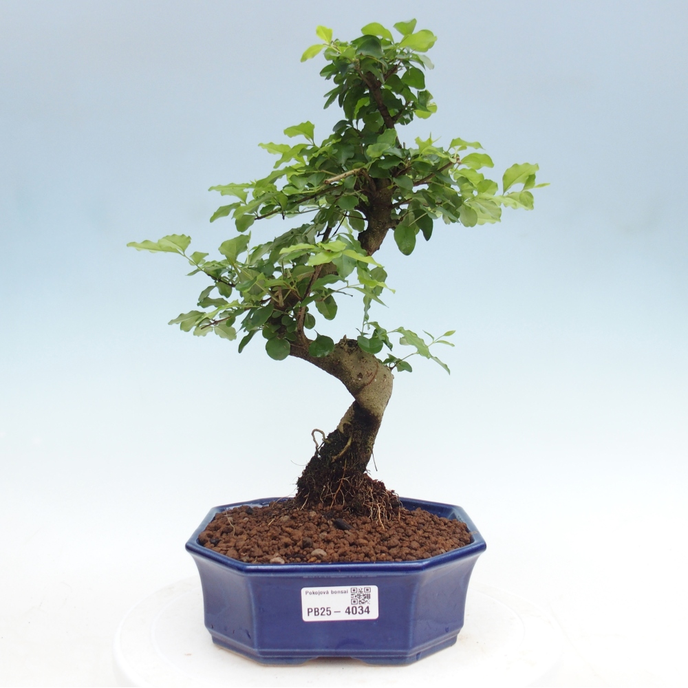 Pokój bonsai - Ligustrum chinensis - Dziób ptaka
