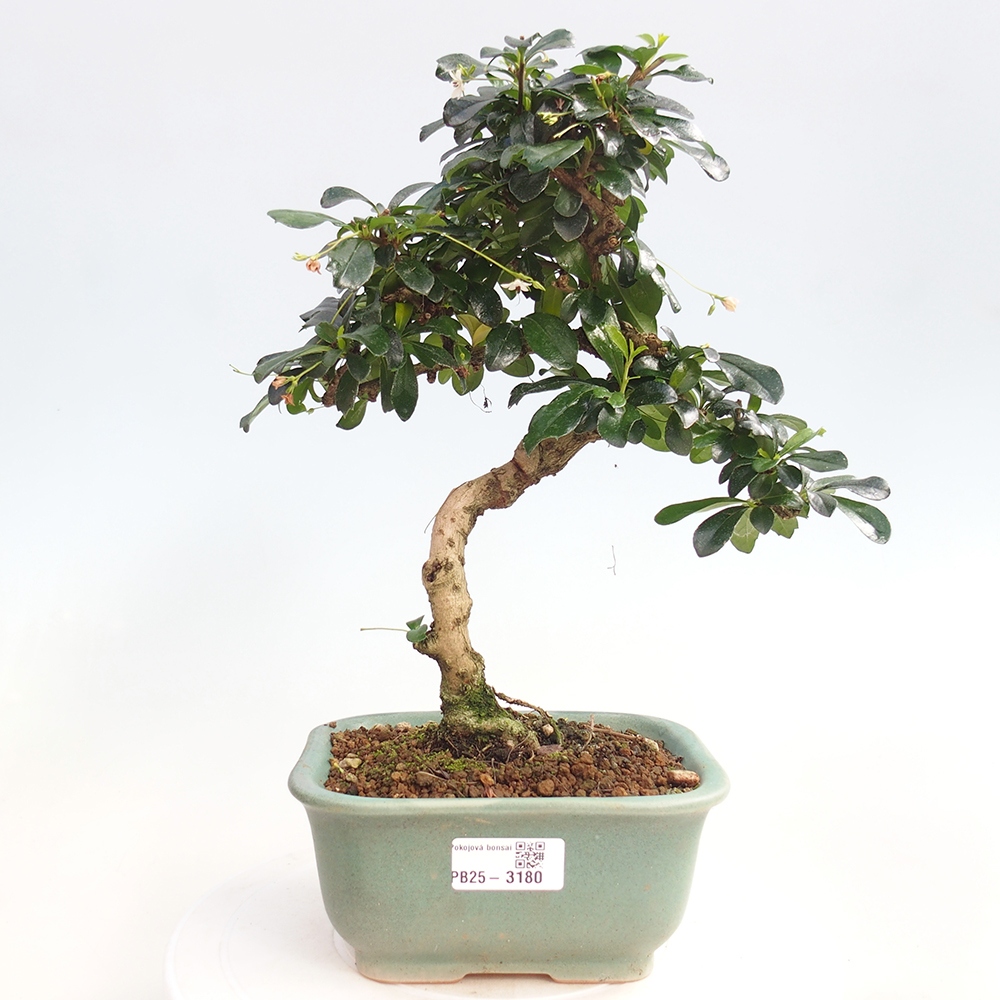Pokój bonsai - Carmona macrophylla - Tea fuki