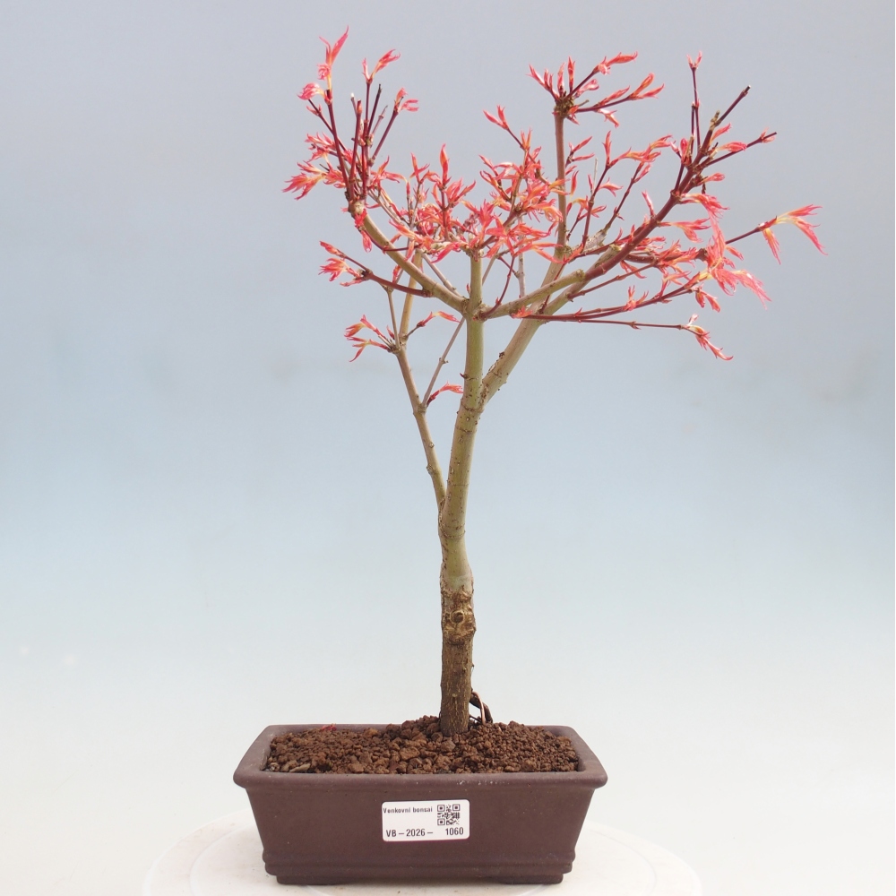Klon pospolity - Acer palmatum Beni Tsukasa