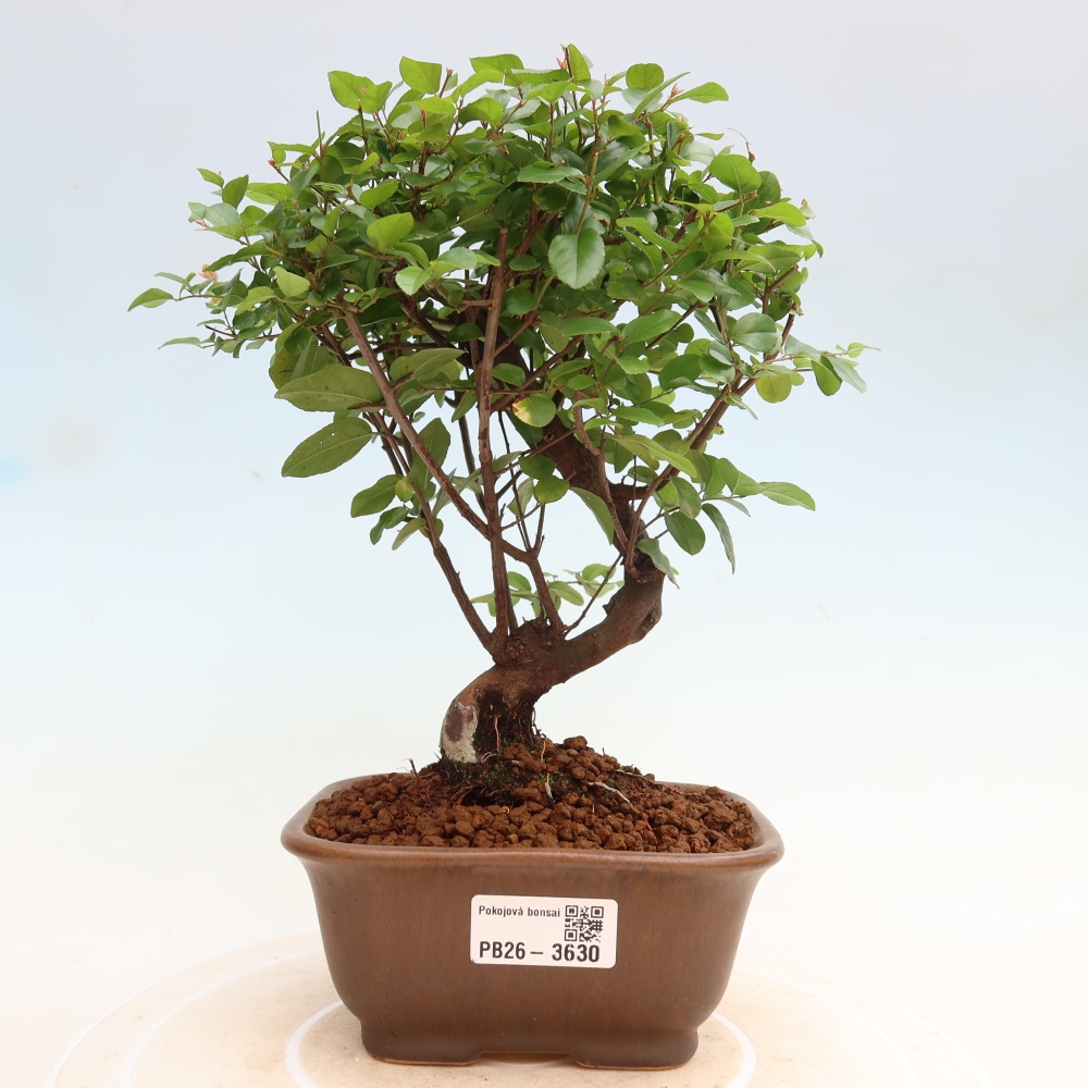 Bonsai pokojowe - Sageretia thea - Sageretia thea