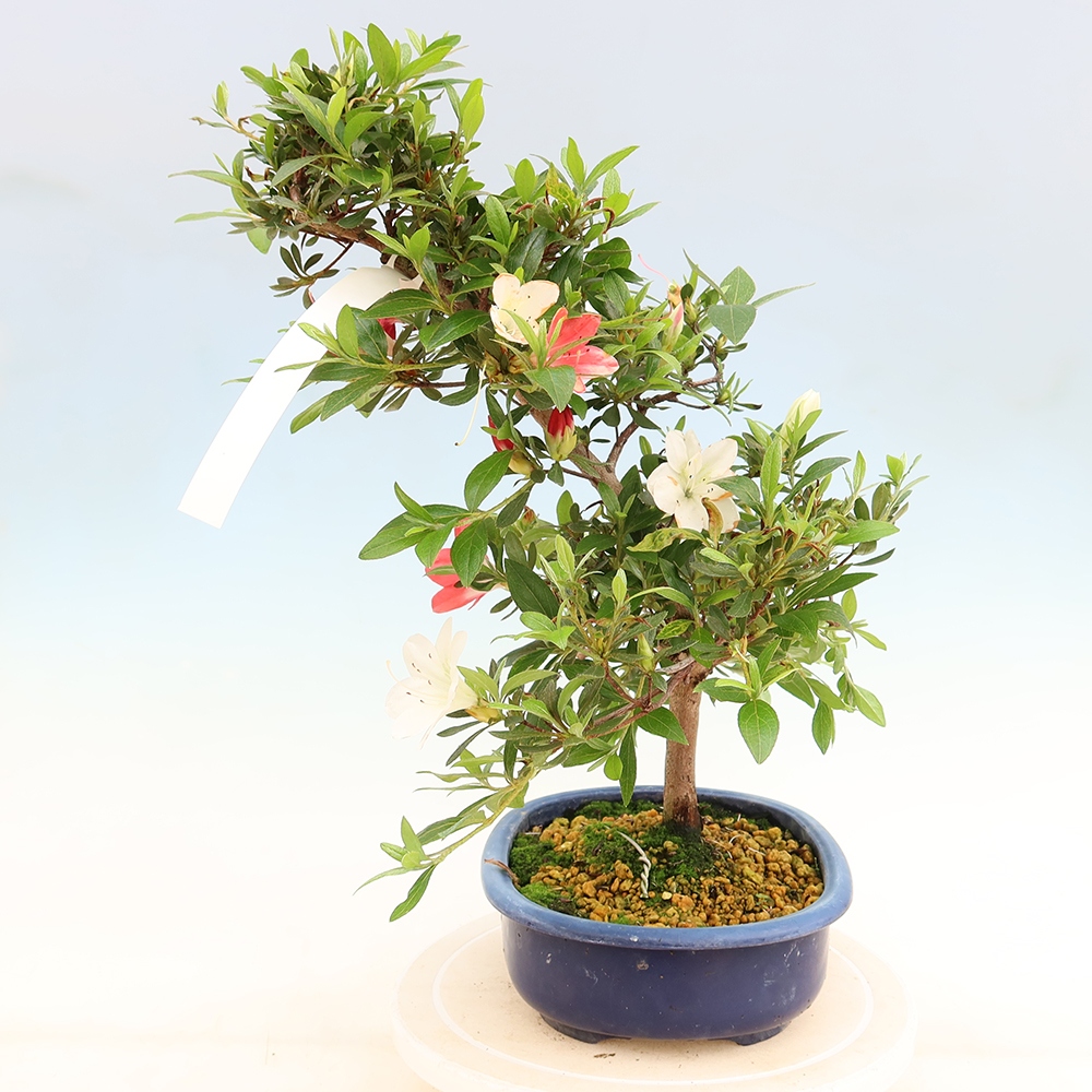 Bonsai zewnętrzne - Azalia japońska - Azalia Senhime