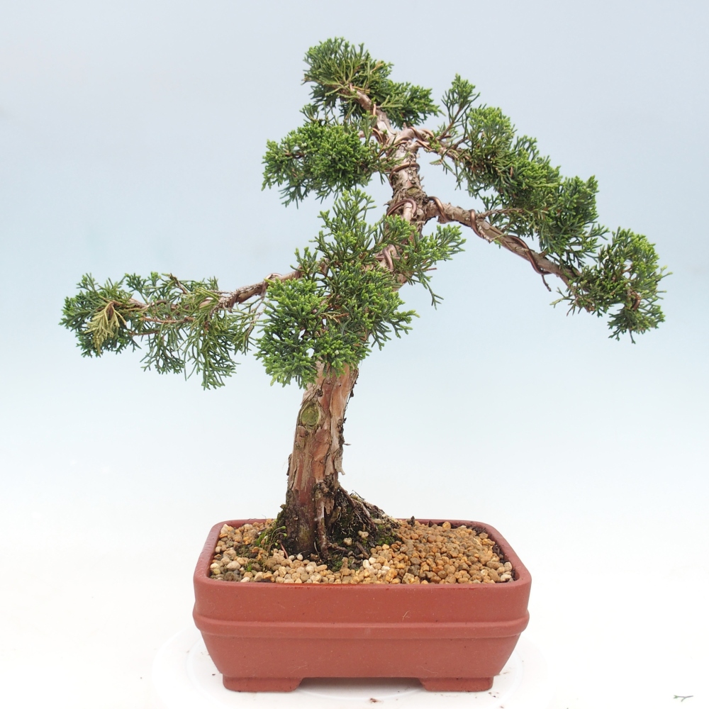 Outdoor bonsai - Juniperus chinensis Kishu