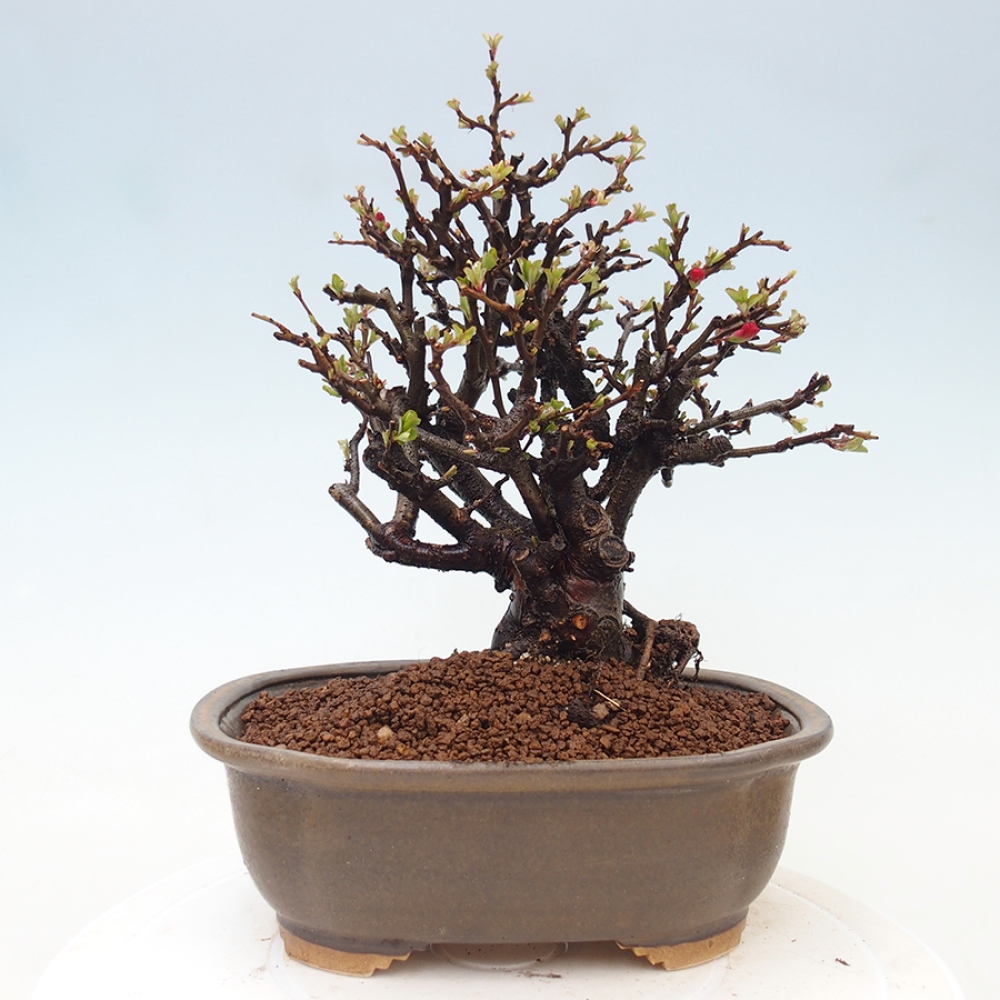 Bonsai zewnętrzne - Chaneomeles speciosa - Pigwa