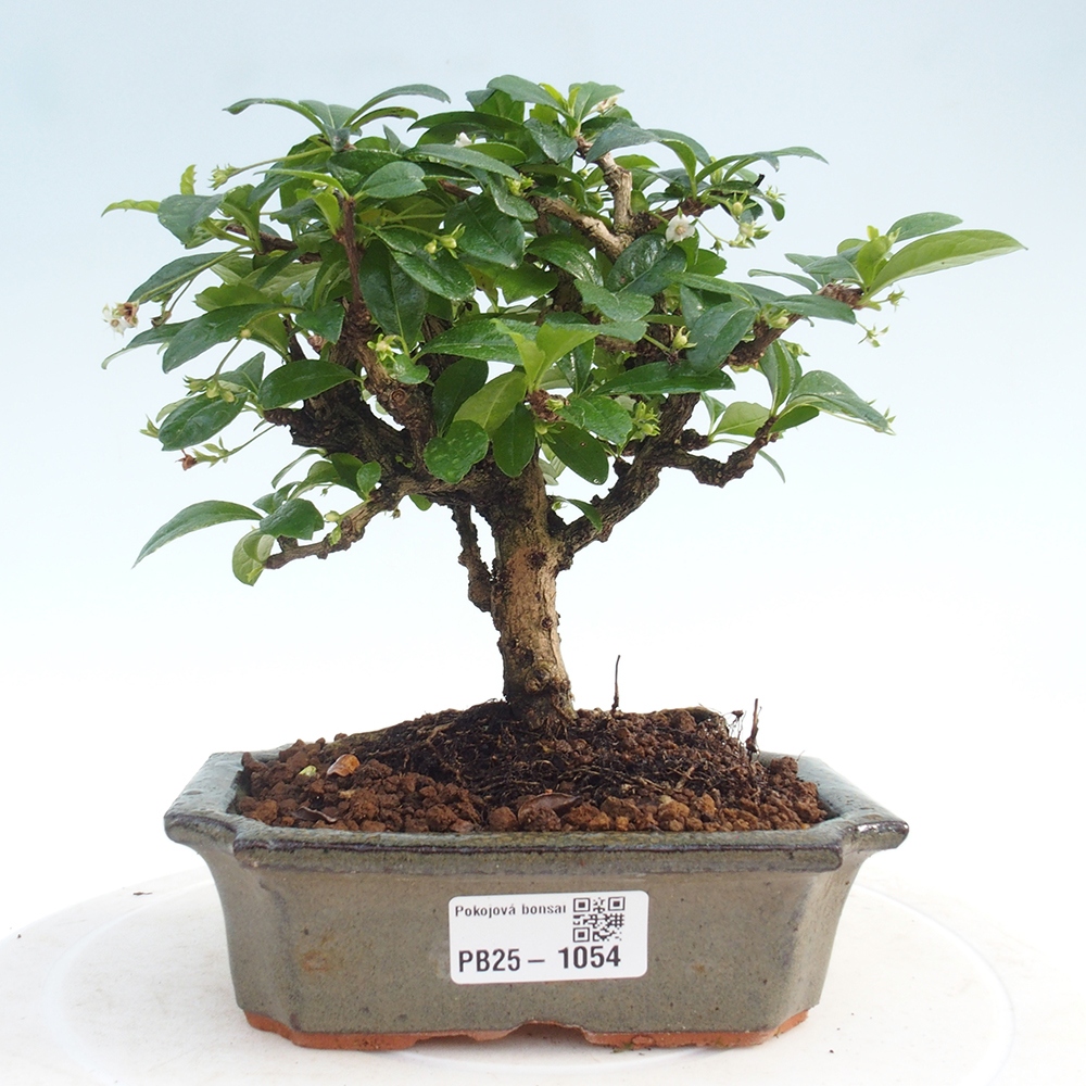 Bonsai wewnętrzne - Carmona makrophylla - Herbata Fuki