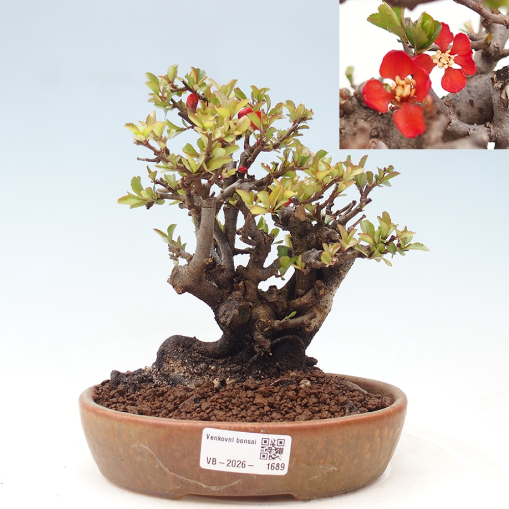 Bonsai zewnętrzne - Chaneomeles speciosa - Pigwa