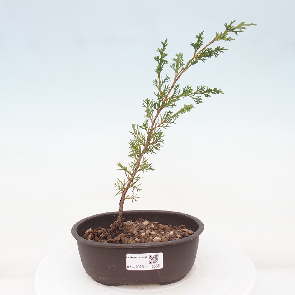 Outdoor bonsai - Juniperus chinensis Itoigawa - Jałowiec chiński