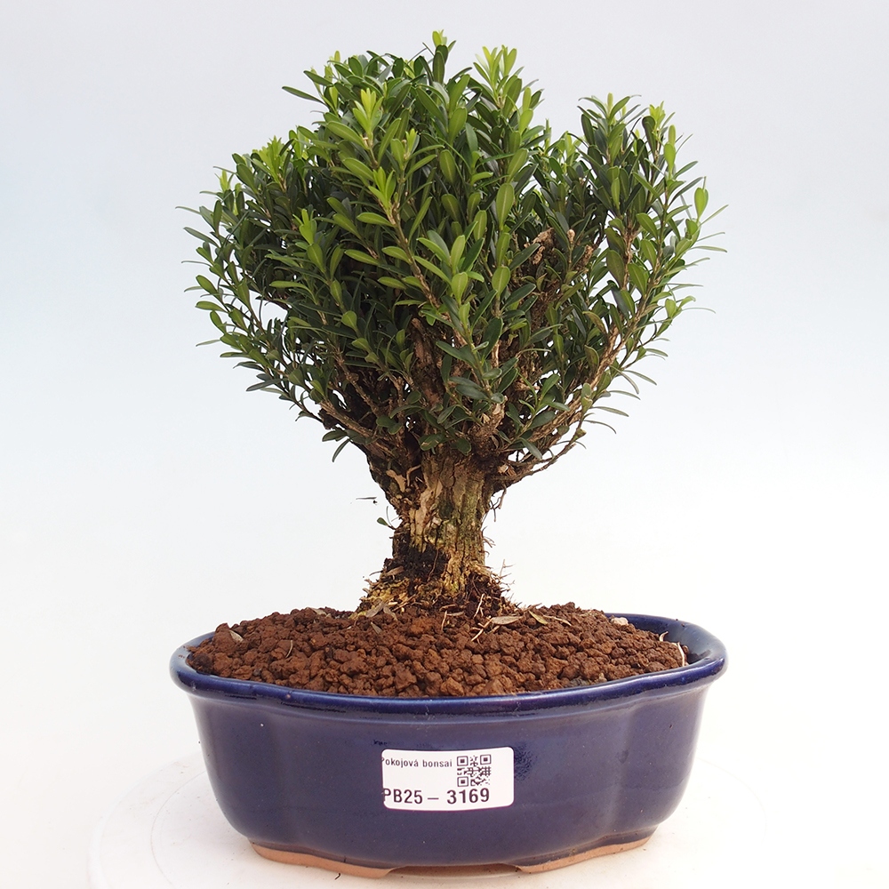 Kryty bonsai - Buxus harlandii - Bukszpan korkowy