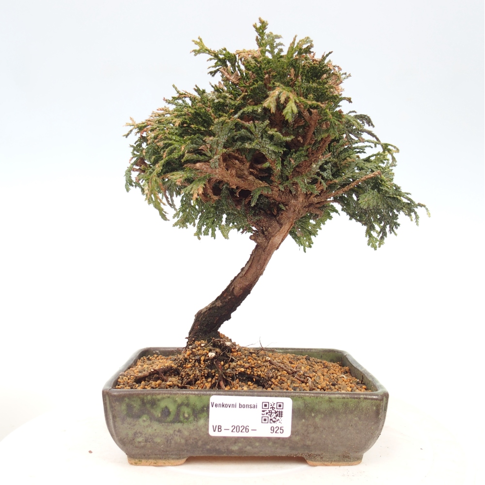 Bonsai zewnętrzne - Cham.pis Parslori - Cyprys