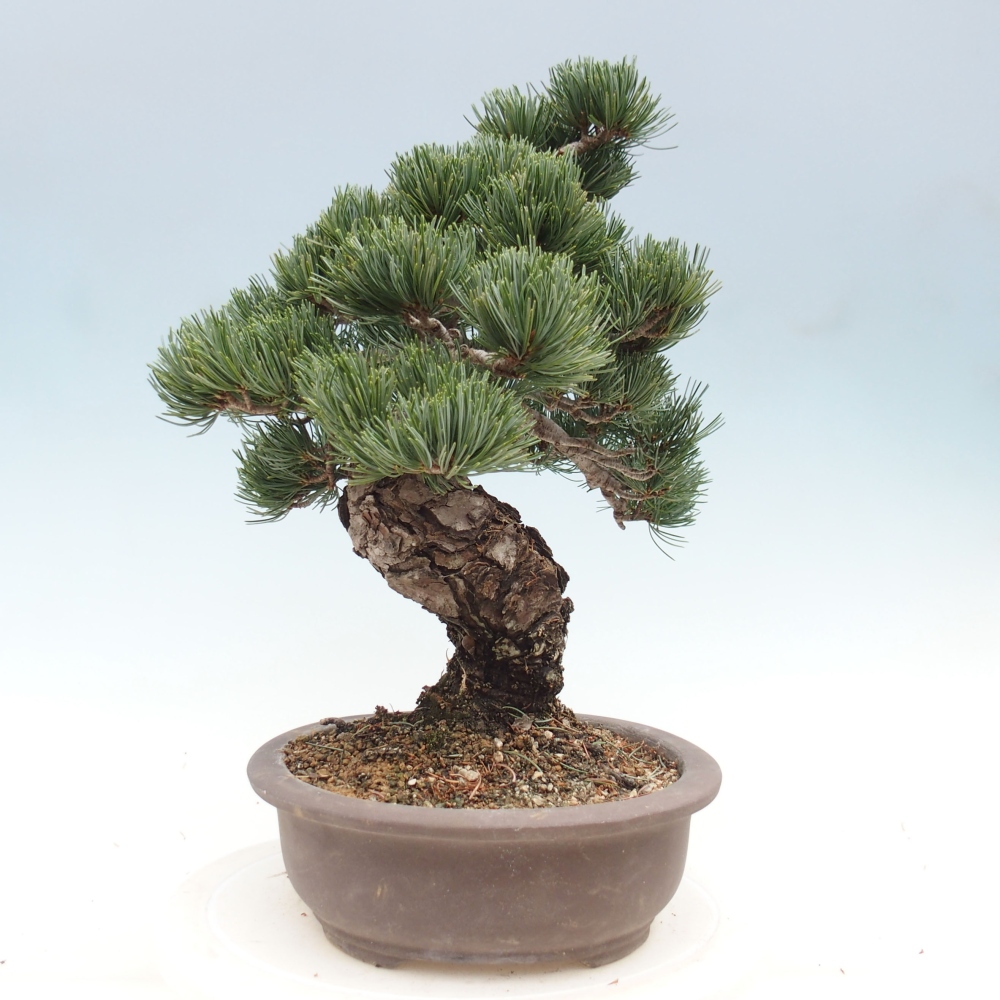 Outdoor bonsai - Pinus parviflora - Mała sosna