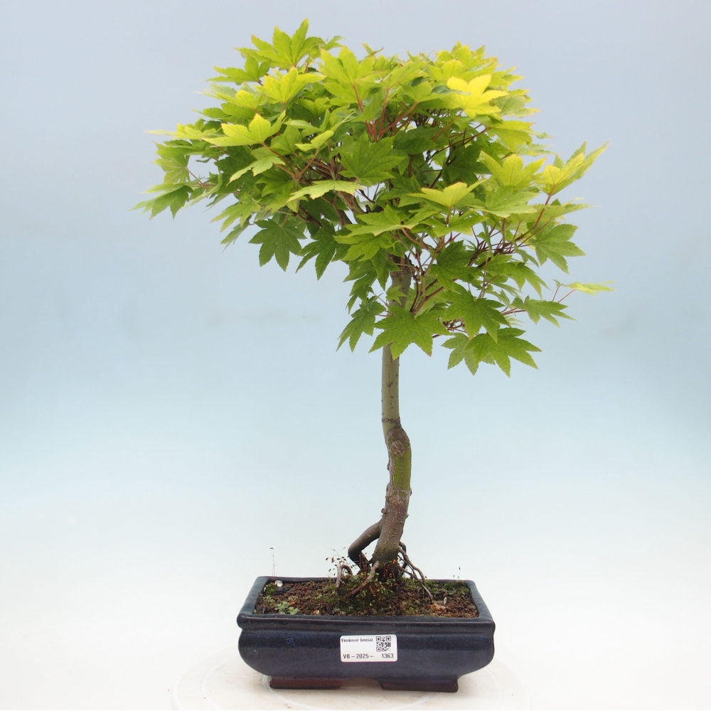 Bonsai zewnętrzne - Maple palmatum katsura GISAN - Maple palmate