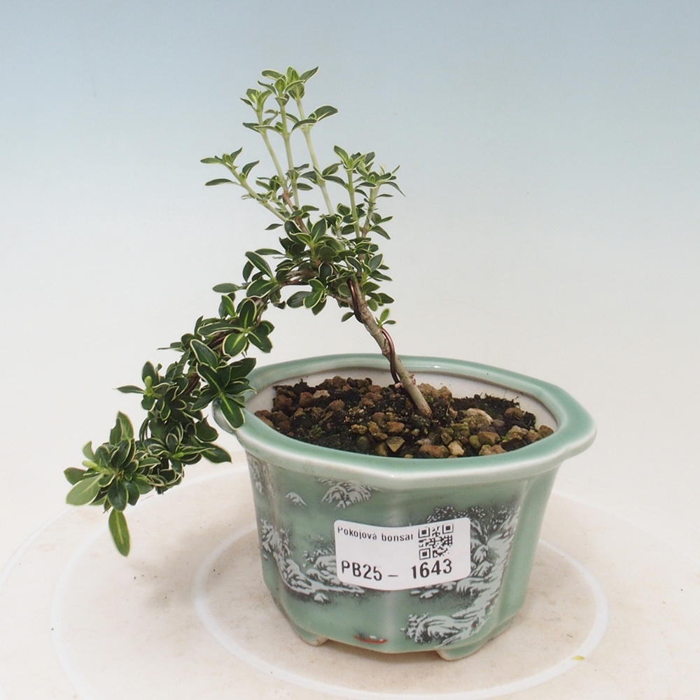 Bonsai do wnętrz - Serissa foetida Variegata - Drzewo tysiąca gwiazd