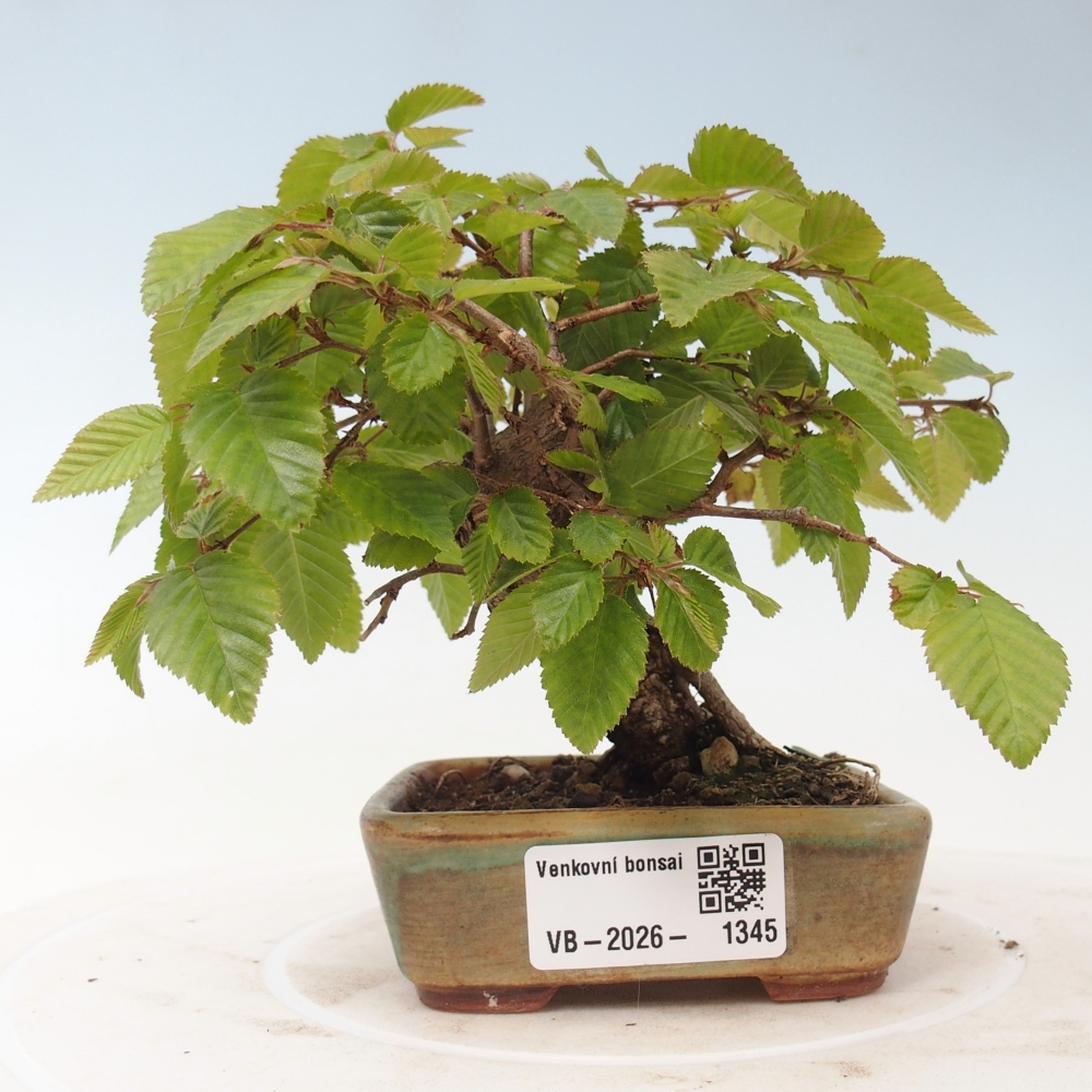 Outdoor bonsai - Carpinus CARPINOIDES - grab koreański