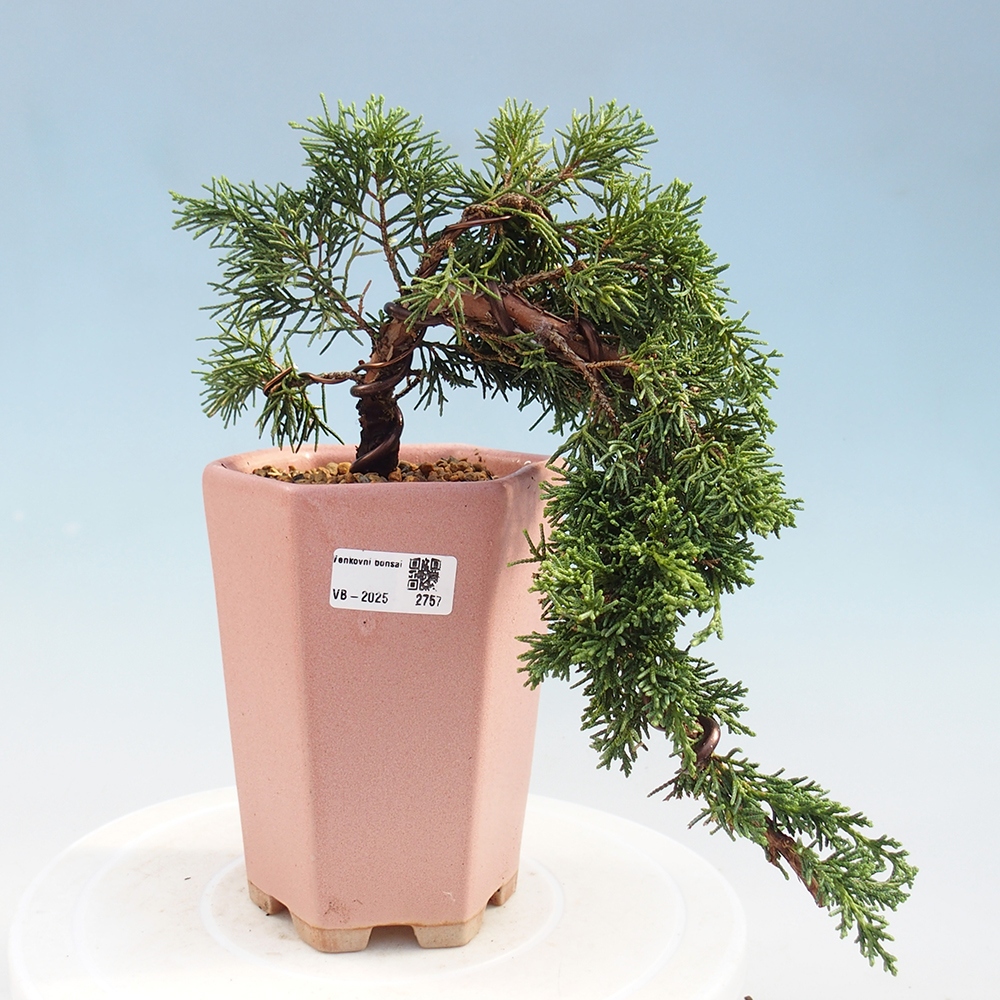 Bonsai zewnętrzne - Juniperus chinensis Kishu - Jałowiec chiński