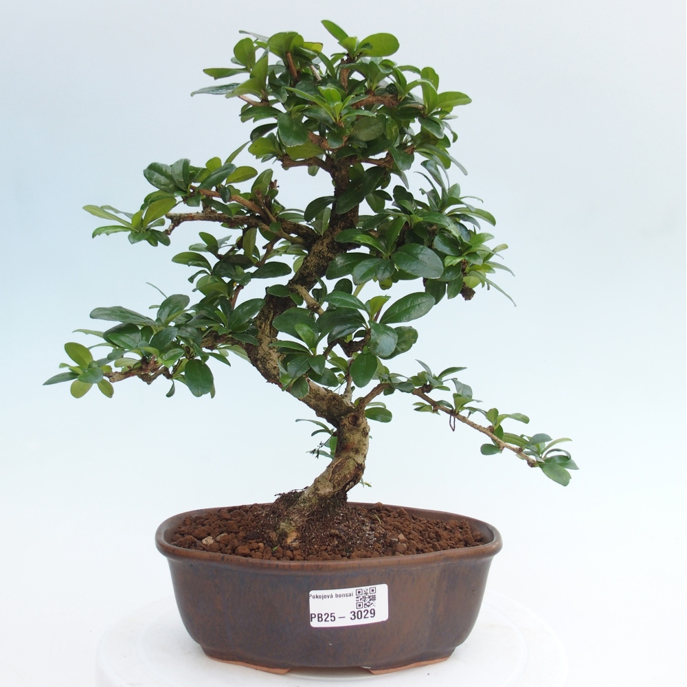 Pokój bonsai - Carmona macrophylla - Tea fuki