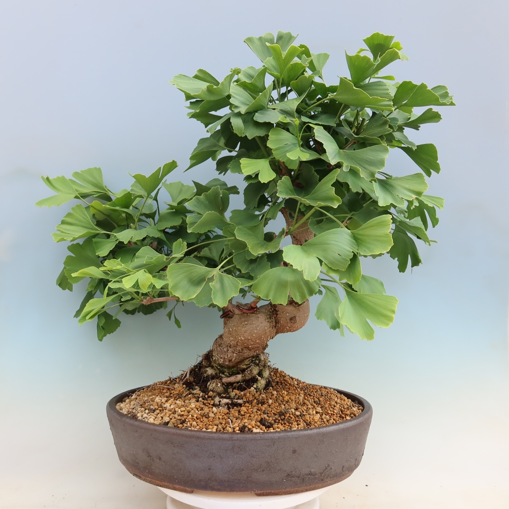 Outdoor bonsai - Ginkgo biloba - Miłorząb dwuklapowy