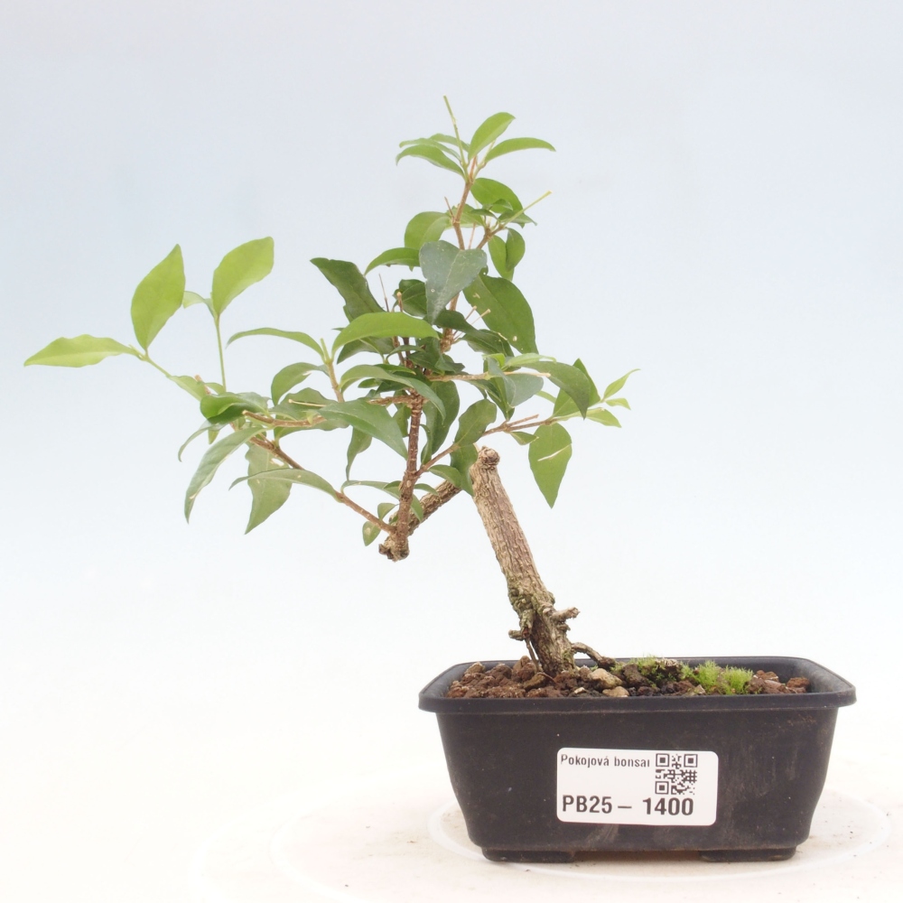 Bonsai pokojowe - Malpighia coccigera - Wiśnia Barbdorska