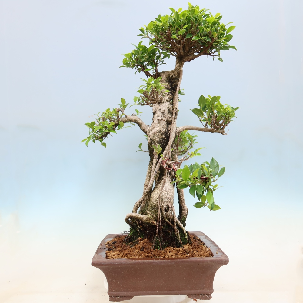 Pokój bonsai - Ficus kimmen - figowiec drobnolistny