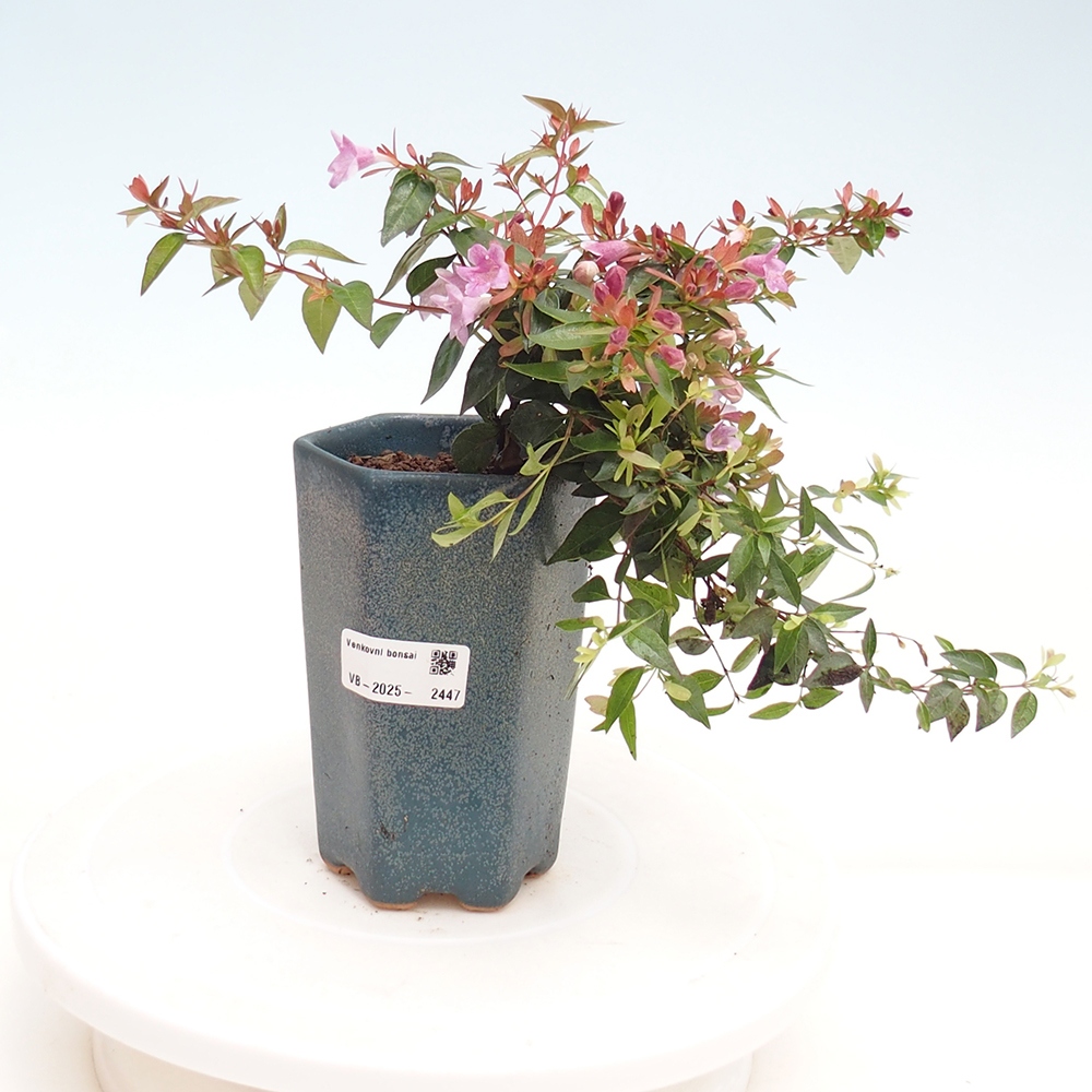 Bonsai zewnętrzne - Abelia Grandiflora - Abelia grandiflora