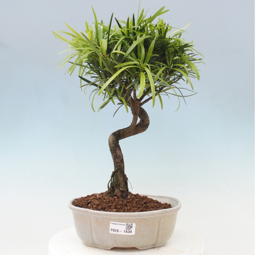 Pokój bonsai - Podocarpus - Kamienny cis