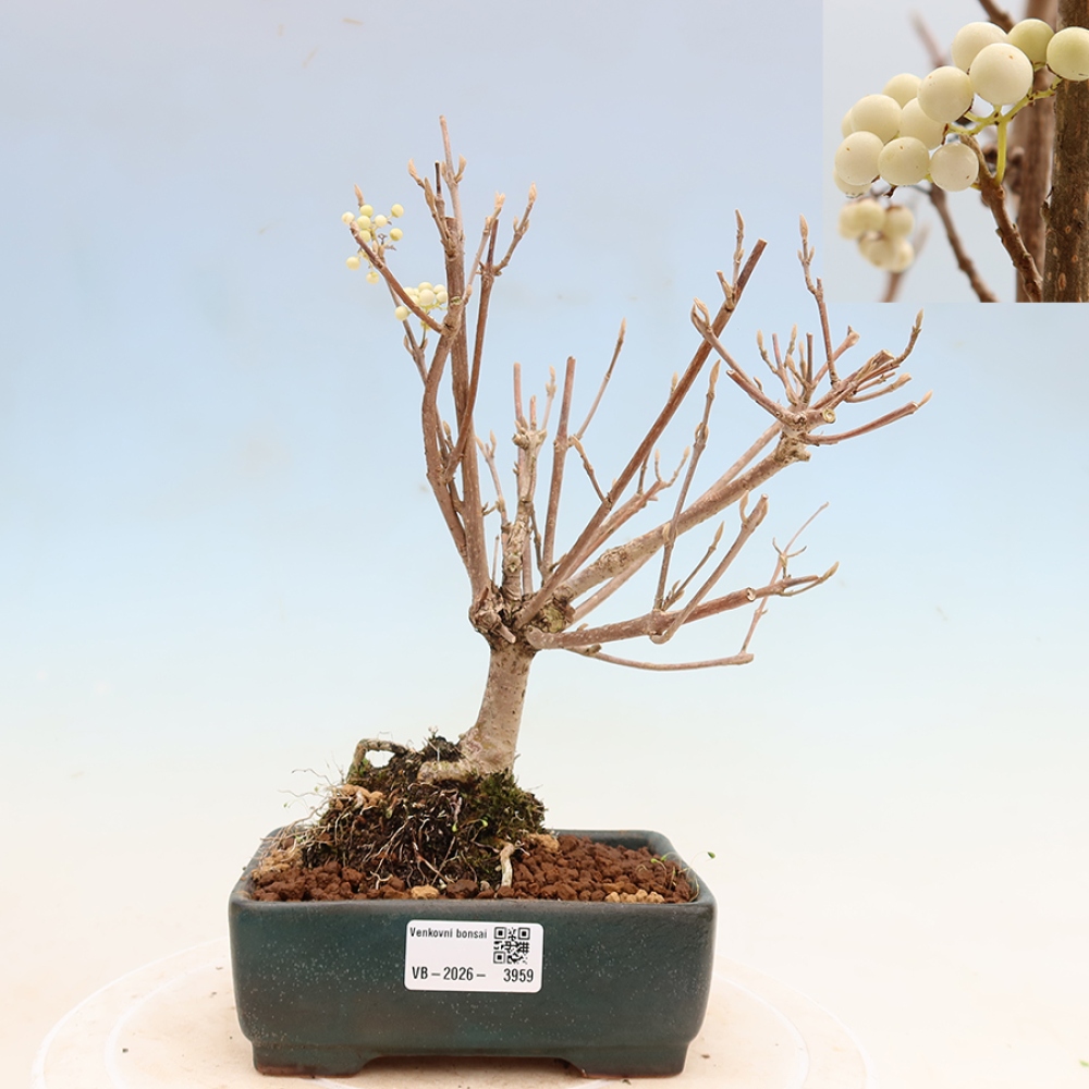 Bonsai ogrodowe – Callicarpa bodinieri Snowqueen – pięknoowocówka