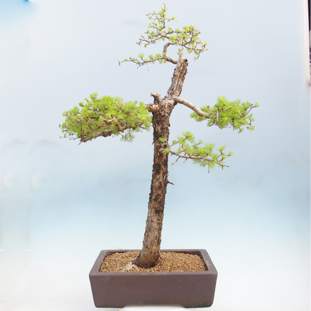 Bonsai zewnętrzne - Larix decidua - Modrzew