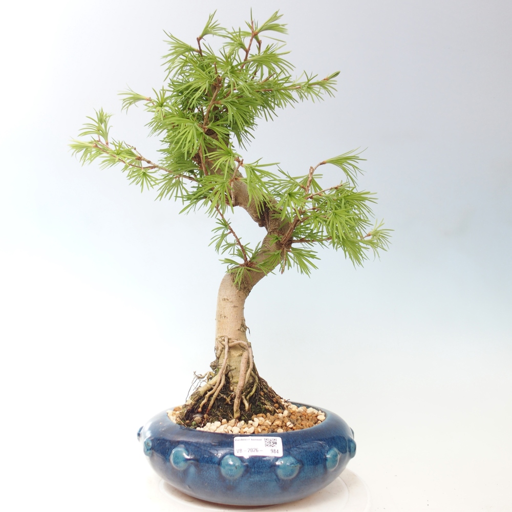 Bonsai zewnętrzne - Pseudolarix amabis-Pseudolarix amabis
