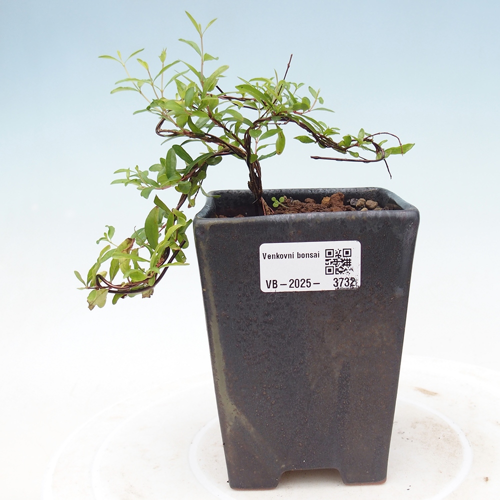 Pokój bonsai-Punica granatum nana-Granat