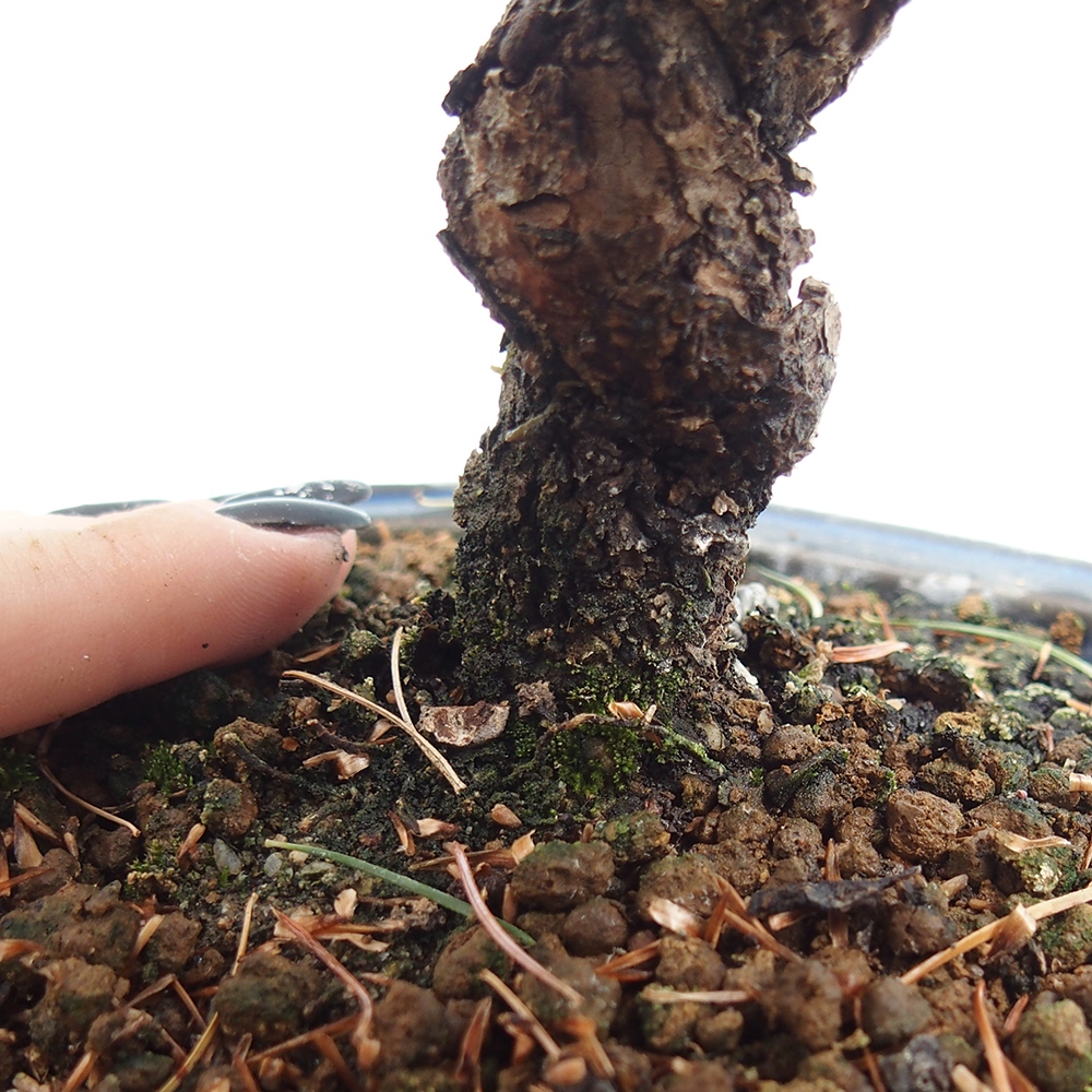 Outdoor bonsai - Pinus parviflora - Mała sosna