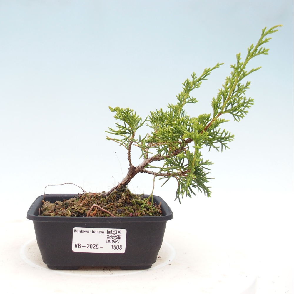 Outdoor bonsai - Juniperus chinensis Itoigawa - Jałowiec chiński