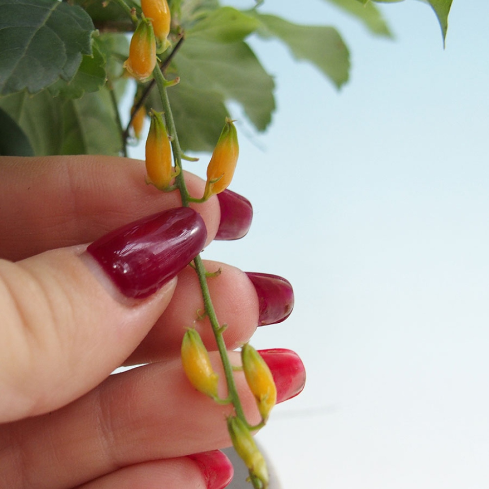 Bonsai pokojowe - Duranta repens -Duranta