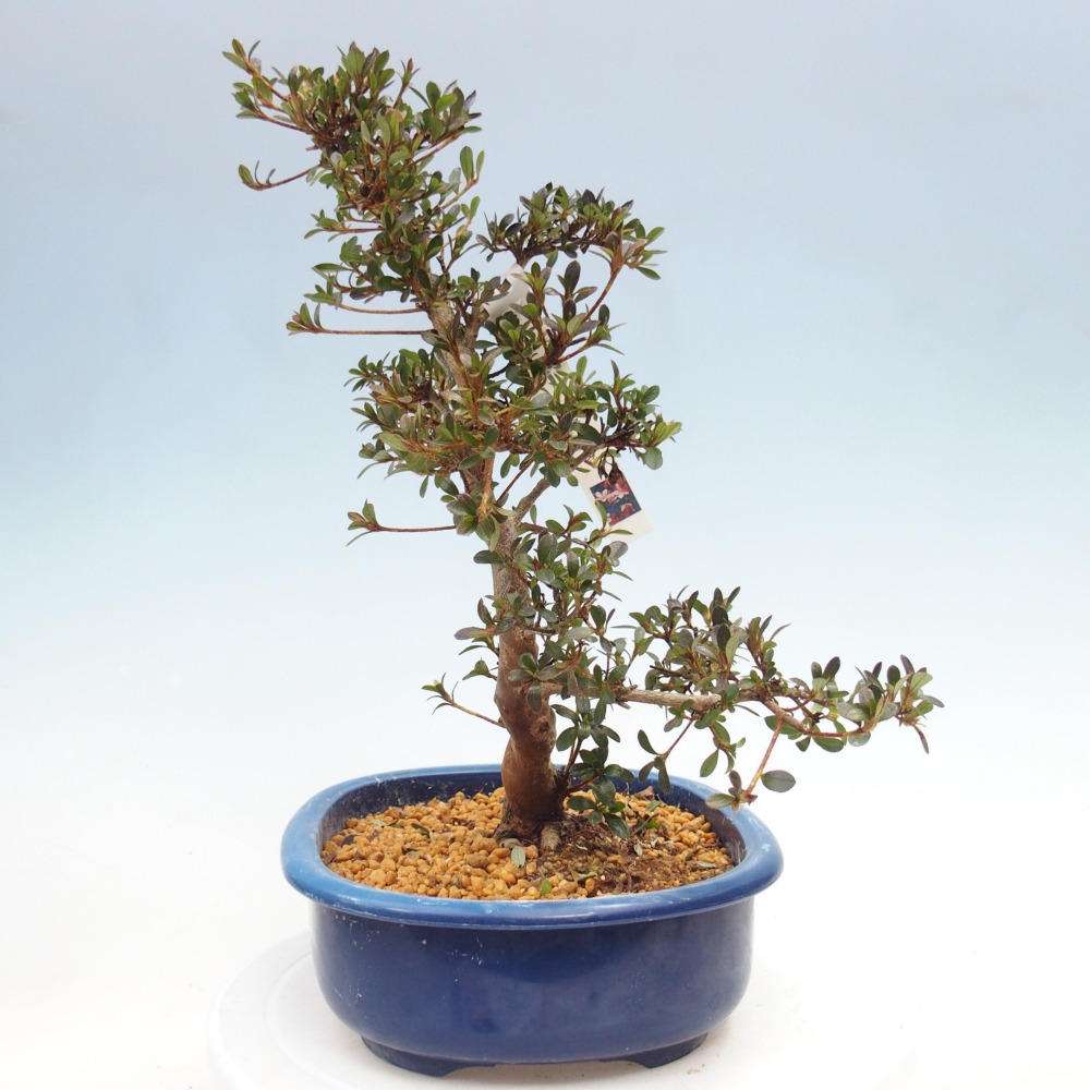 Bonsai zewnętrzne - Azalia japońska - Azalia Misaki