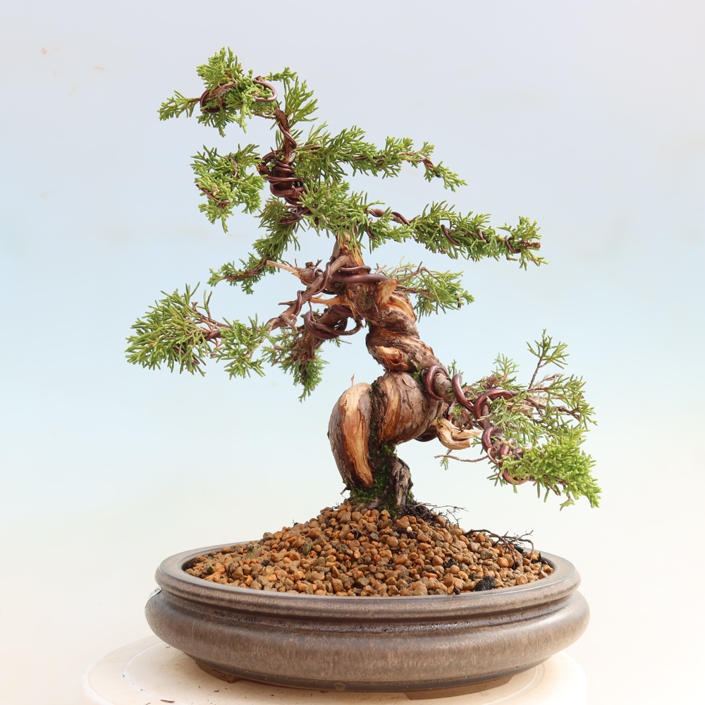 Bonsai ogrodowe – Juniperus chinensis Itoigawa – jałowiec chiński