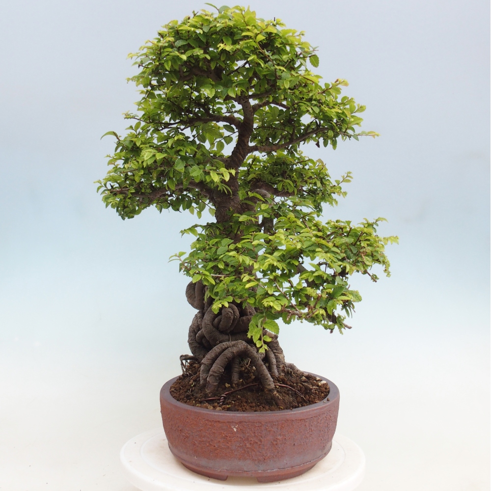 Outdoor bonsai - Ulmus parvifolia Hokkaido - wiąz chiński
