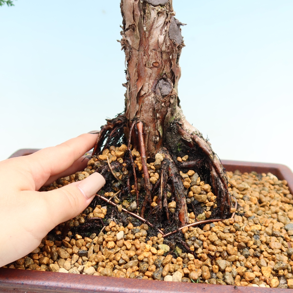 Outdoor bonsai - Juniperus chinensis Kishu