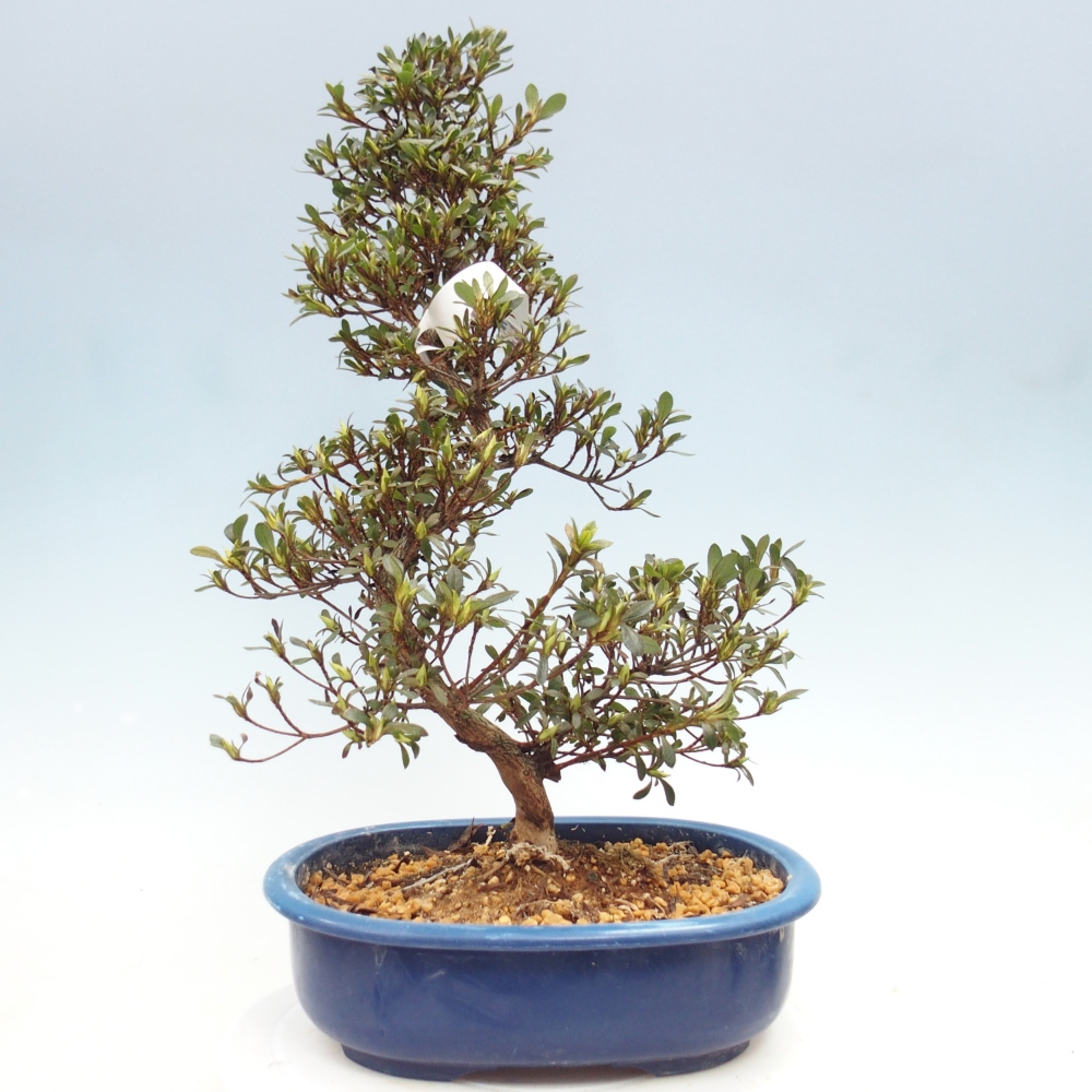Bonsai zewnętrzne - Azalia japońska - Azalia Nikko