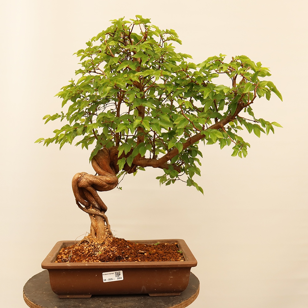 Bonsai plenerowe - Carpinus Coreana - grab koreański