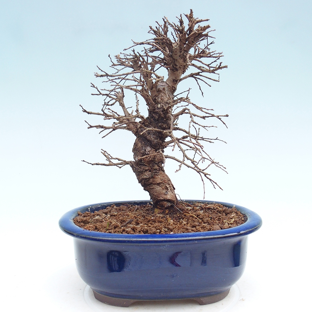 Bonsai zewnętrzne - Zelkova - Zelkova NIRE