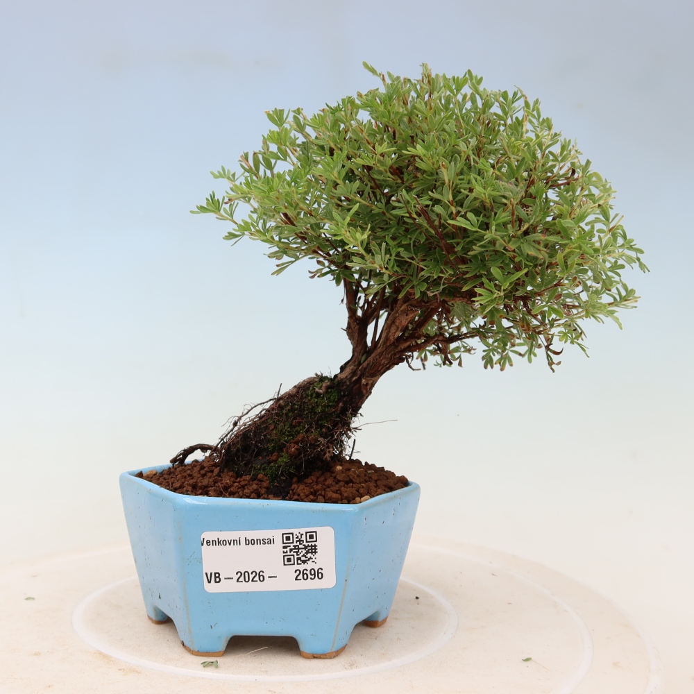 Bonsai ogrodowe – potentilla fruticosa – Goldkissen