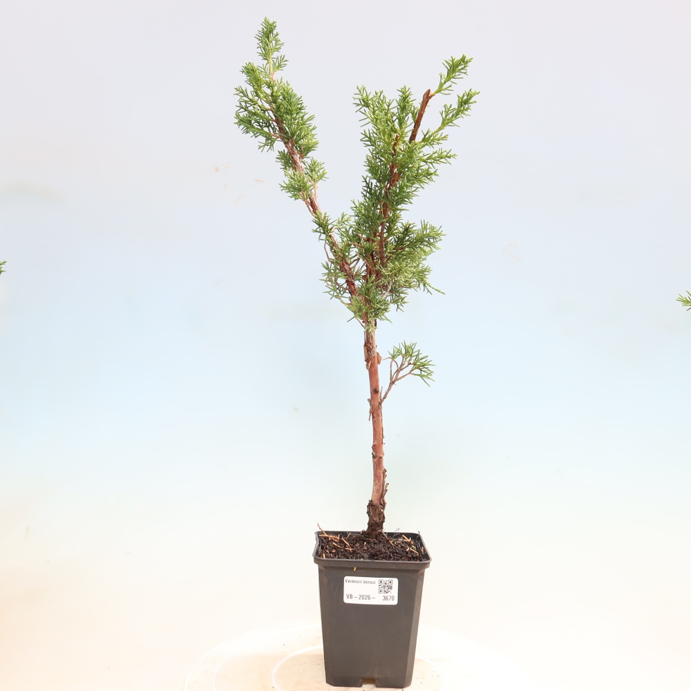 Outdoor bonsai - Juniperus chinensis Kishu