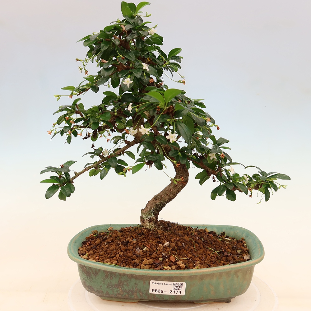 Bonsai pokojowe - Carmona macrophylla - Tea fuki