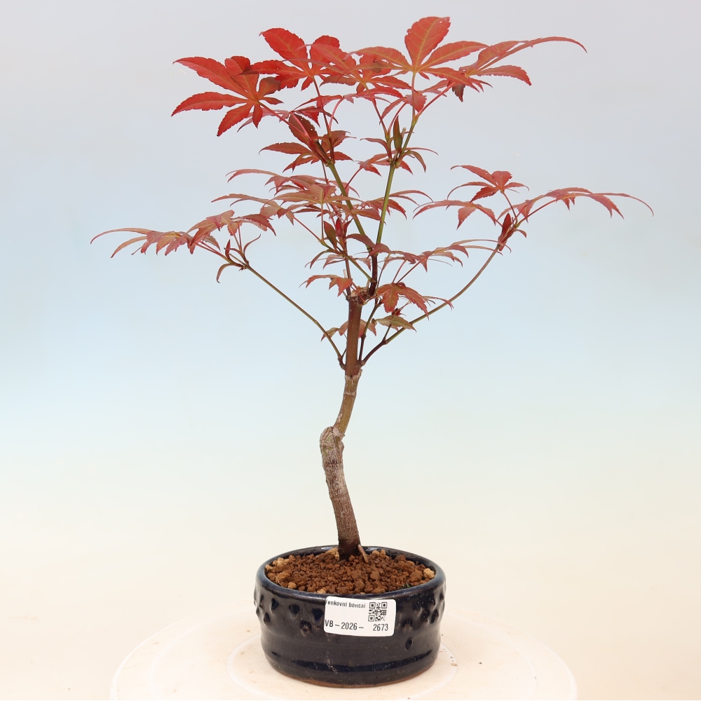 Bonsai na zewnątrz - Palma Acer. Atropurpureum-Javor palmate