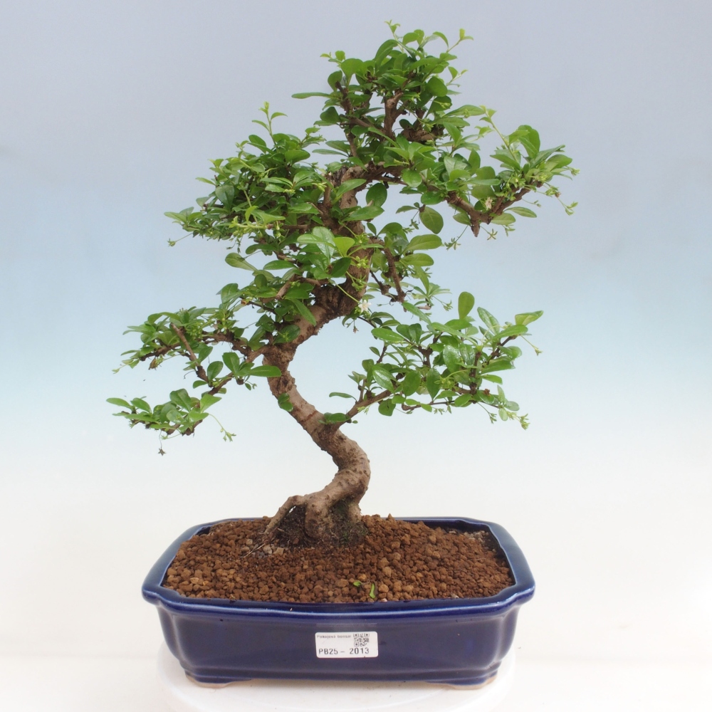 Pokój bonsai - Carmona macrophylla - Tea fuki