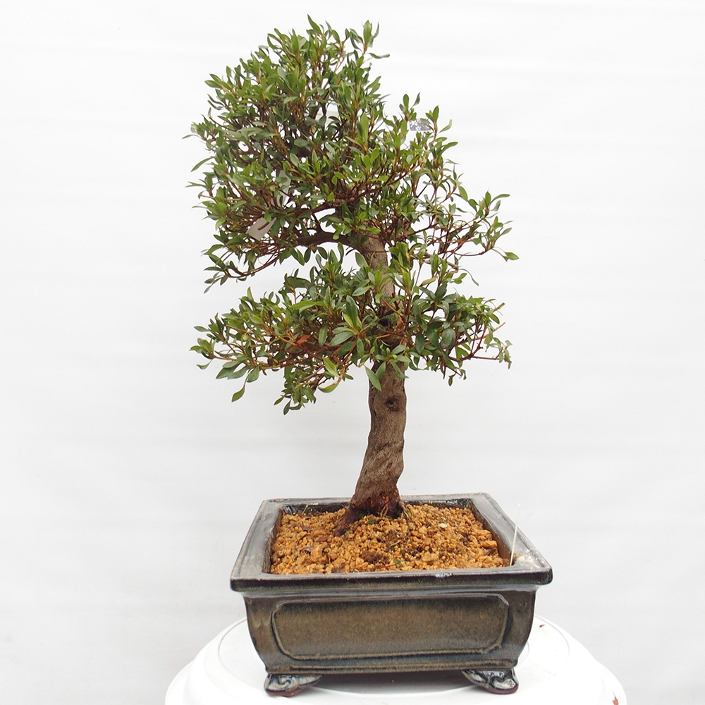 Bonsai zewnętrzne - Azalia japońska - Azalia CHIHIRO