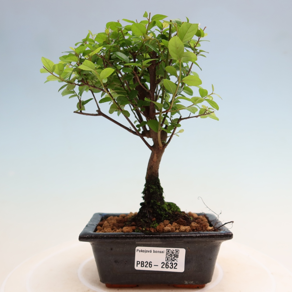 Bonsai pokojowe - Sageretia thea - Sageretia thea