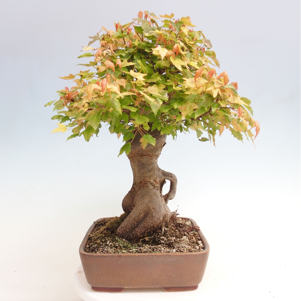 Outdoor bonsai - Maple Buergerianum - Burger Maple