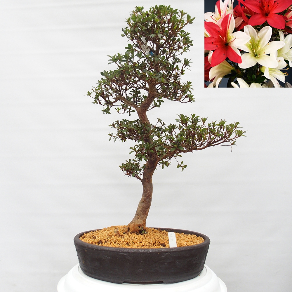 Bonsai zewnętrzne - Azalia japońska - Azalia Hanatsuzuri